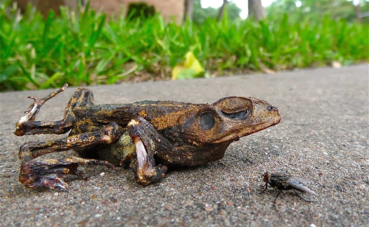 Jamur Mengambil Kematian Kolektif Katak